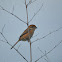 紅頭伯勞 / Bull-headed Shrike