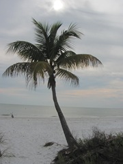Florida 2013 palm tree at beach