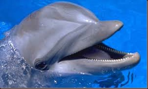 Amazing Animals Pictures Dolphin (7)