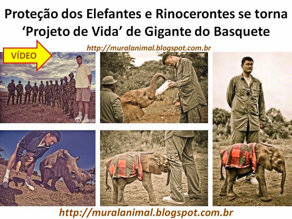 [protecao-elefantes-rinocerontes3.jpg]