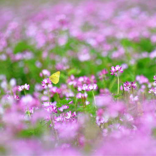 Hd-142675-ascw142675