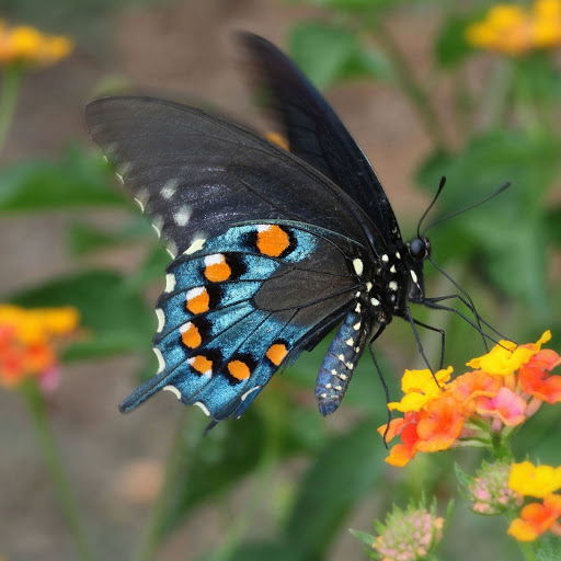 Hd-155946-ascw155946