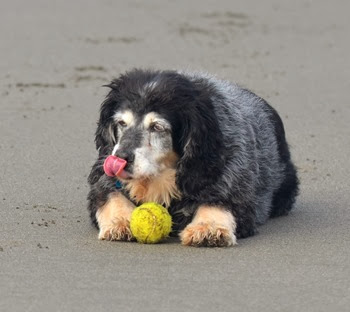 Abby's favorite things, the beach and a ball