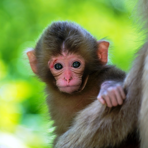 Hd-172036-ascw172036