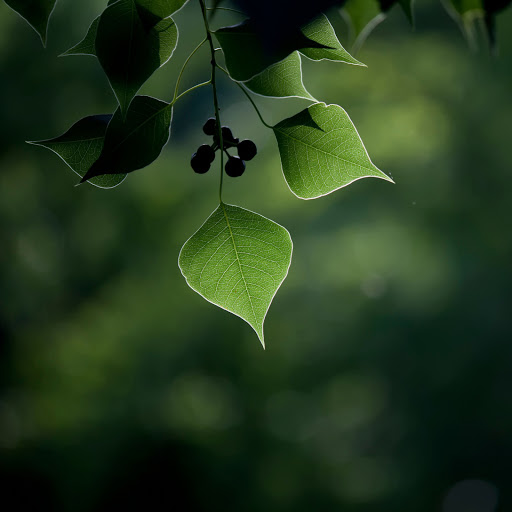 Hd-136631-ascw136631