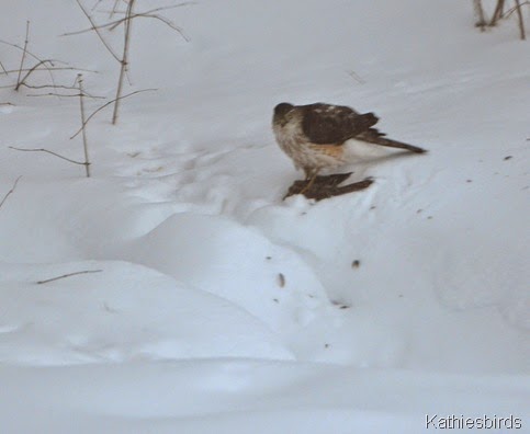 2. cooper's hawk-kab