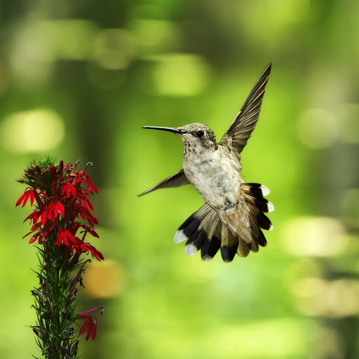 Hd-145443-ascw145443