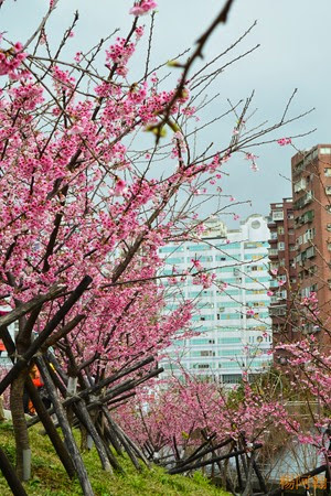 0202 011 -  內溝溪賞櫻步道