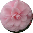 Image Google de audrey menier