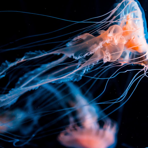 Hd-162614-ascw162614