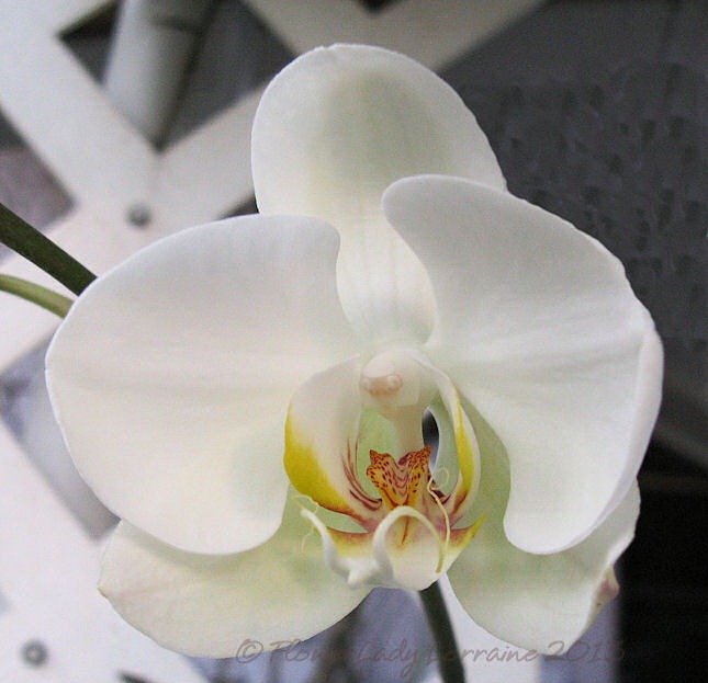 [02-03-orchid2%255B5%255D.jpg]