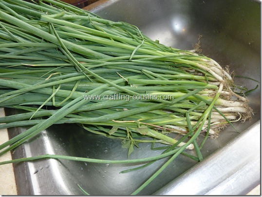 How to prepare green onions for the freezer.  Tips from the Crafty Cousins (1)