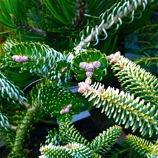 Hd-155759-ascw155759