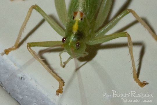 bugs_20110805_grasshopper1a