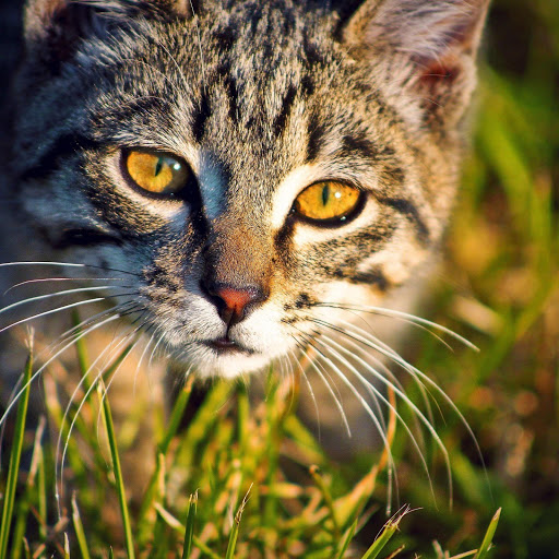 Hd-141825-ascw141825