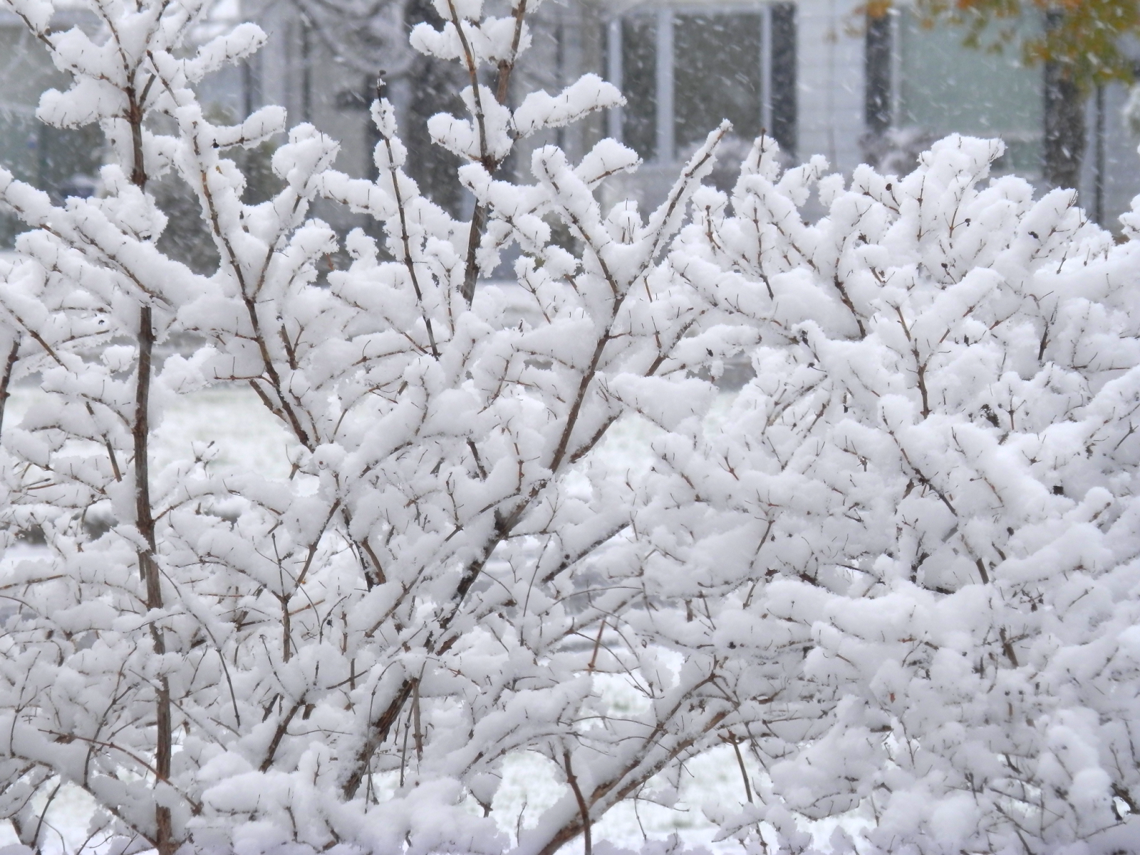 Une Année De Neige | Éditions Albin Michel