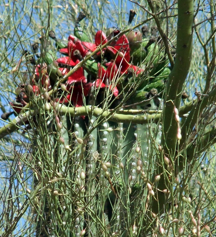 [Saguaro-fruit-6-11-2012-9-13-47-AM-1%255B1%255D.jpg]