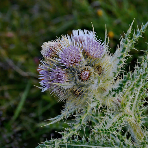 Hd-156099-ascw156099