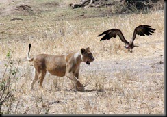 October 24, 2012 lion chasing bird