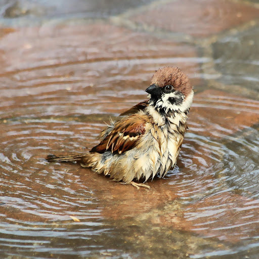 Hd-144999-ascw144999