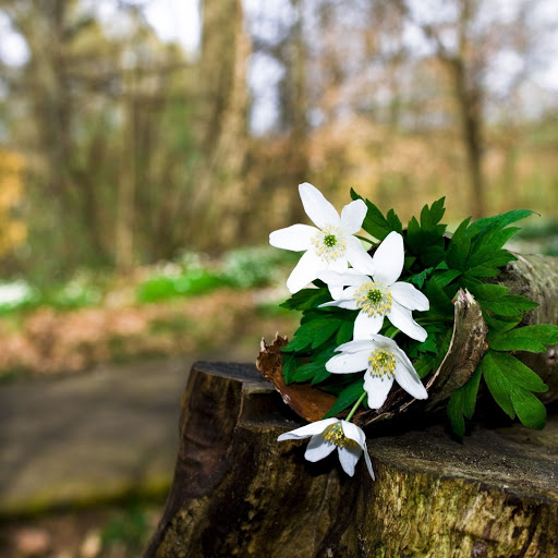 Hd-148015-ascw148015