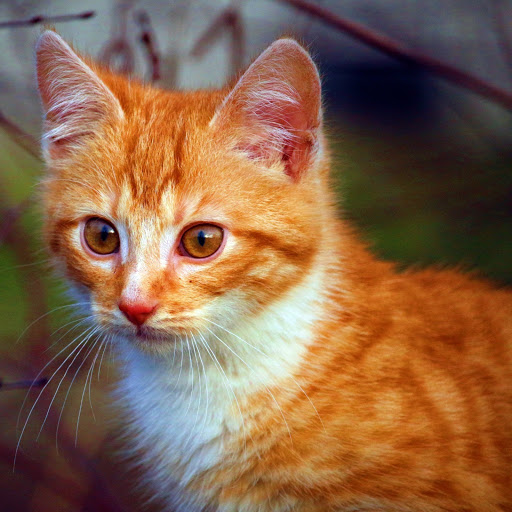 Hd-185728-ascw185728