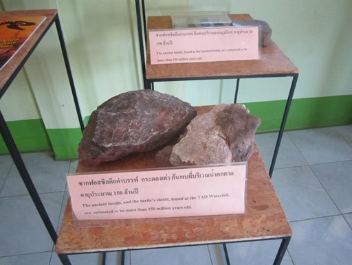    Fossil at Phu Pha Thoep National Park 