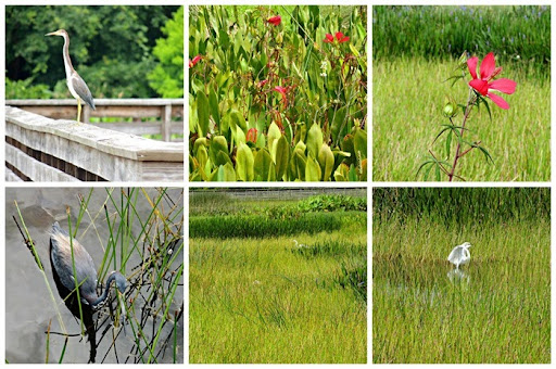 nature8 nature8