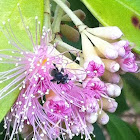 Australian Stingless Bee