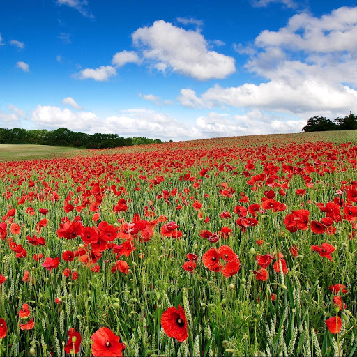 Hd-142214-ascw142214