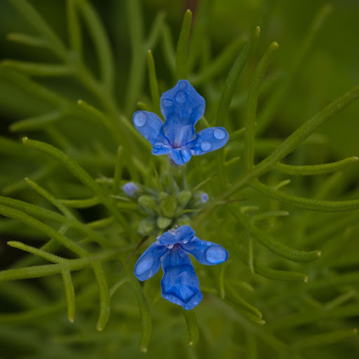 Hd-163771-ascw163771