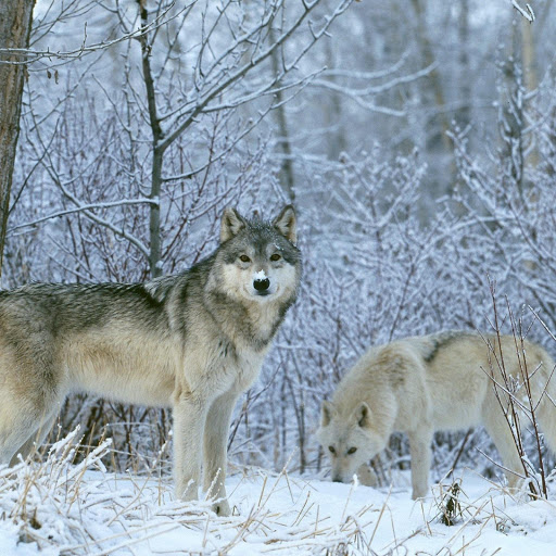 Hd-173491-ascw173491