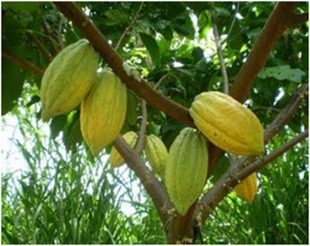 Fruto del Cacao 