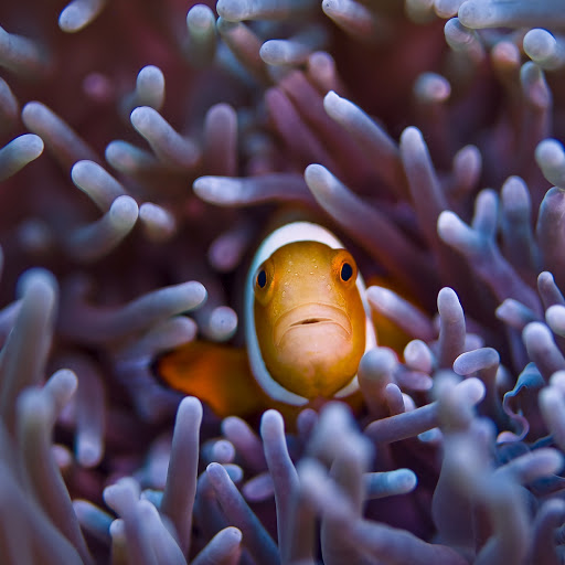 Hd-161016-ascw161016