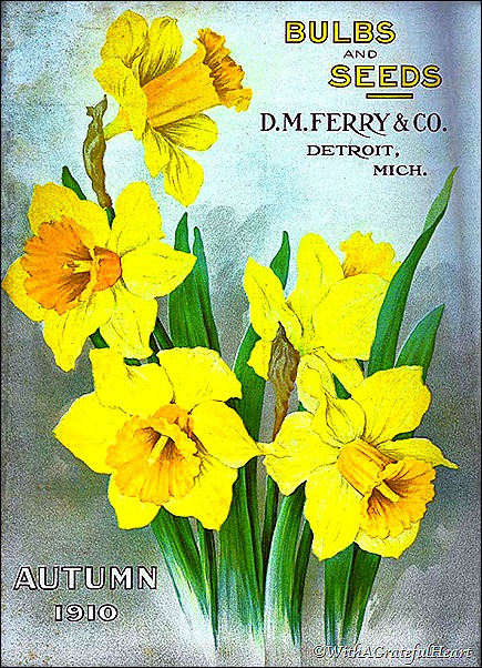Daffodil Poster 2