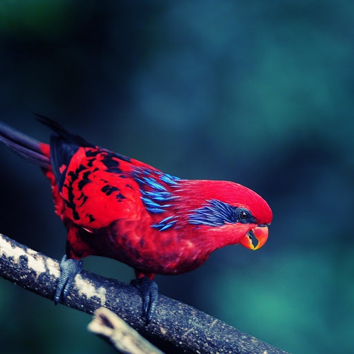 Hd-178512-ascw178512