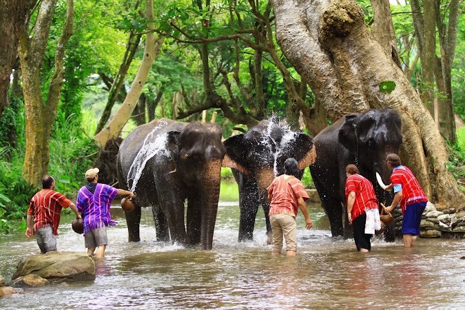 Imagini Thailanda: spaland un elefant in rau, Patara, Thailanda