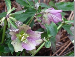 drm c helebores