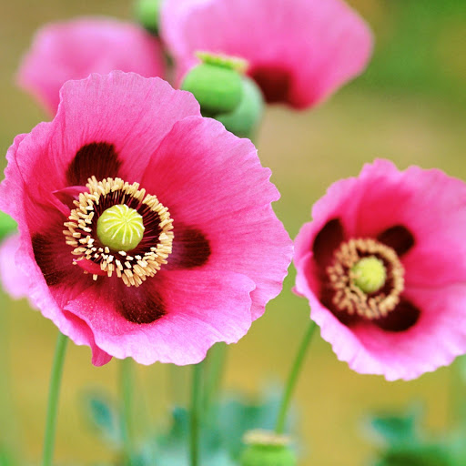 Hd-168233-ascw168233