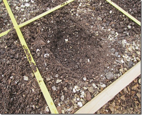 Slanted planting hole for tomatoes