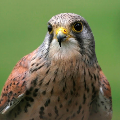 Hd-181173-ascw181173