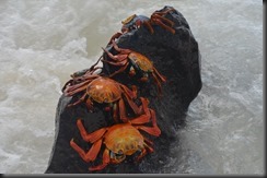 Sally proudfoot crabs 3