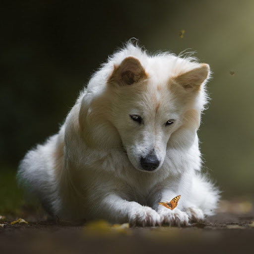 Hd-181570-ascw181570