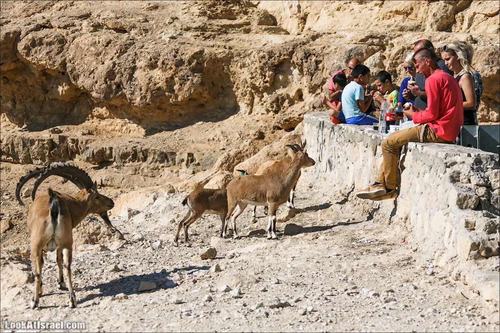 Ибексы на смотровой площадке в Мицпе Рамон | Сapra ibex nubian, Mitspe Ramon | LookAtIsrael.com - Фото путешествия по Израилю