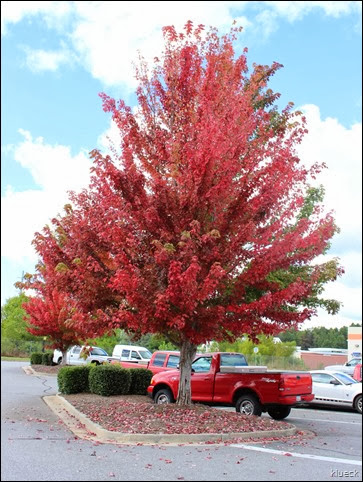 colorful trees at Home Depot