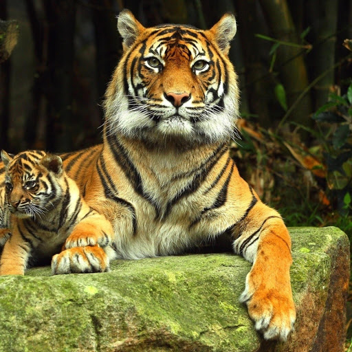 Hd-185662-ascw185662