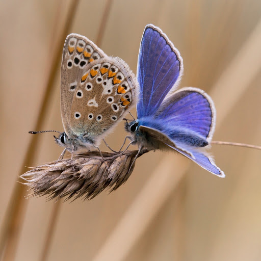 Hd-141751-ascw141751