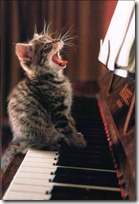 gato pianista blogdeimagenes (39)