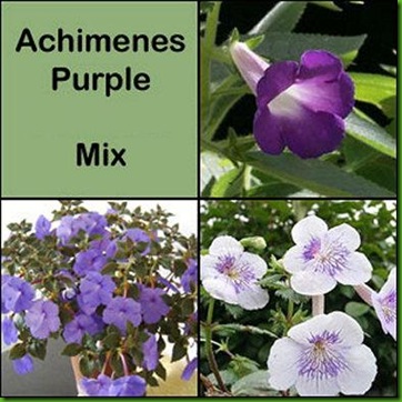 Achimes Purple Mix