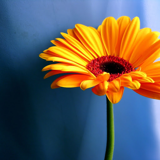 Hd-156120-ascw156120